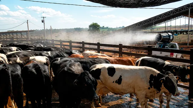 Canhão de névoa Suppress resfriando o ar de um curral com vacas leiteiras